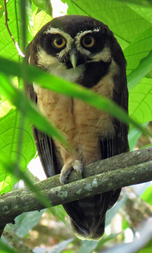 Spectacled Owl. Photo by John Yerger. Copyright <strong><strong>Borderland Tours</strong></strong>. All rights reserved.