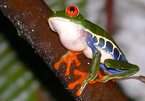 Red-eyed Tree Frog. Photo by Rick Taylor. Copyright <strong><strong>Borderland Tours</strong></strong>. All rights reserved.