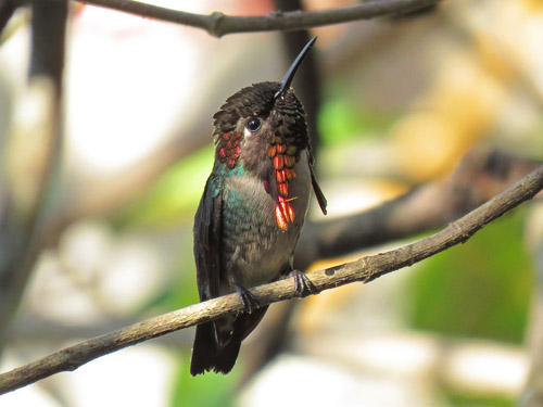 Bee Hummingbird. Photo by John Yerger. Copyright <strong><strong>Borderland Tours</strong></strong>. All rights reserved.