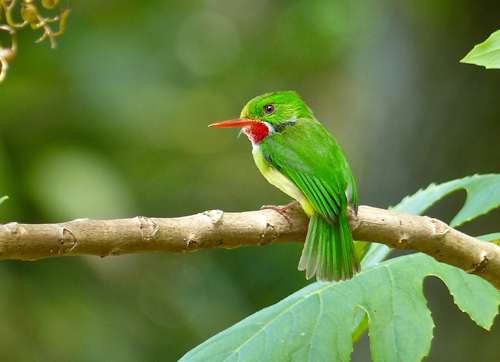 Jamaican Tody. Photo by Rick Taylor. Copyright <strong><strong>Borderland Tours</strong></strong>. All rights reserved.