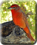Photo gallery icon - Hepatic Tanager