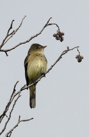 Alder Flycatcher. Photo by Dave Johnson. All Rights Reserved.