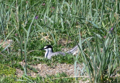 Aleutian tern on nest. Photo by Rick Taylor. Copyright Borderland Tours. All rights reserved.
