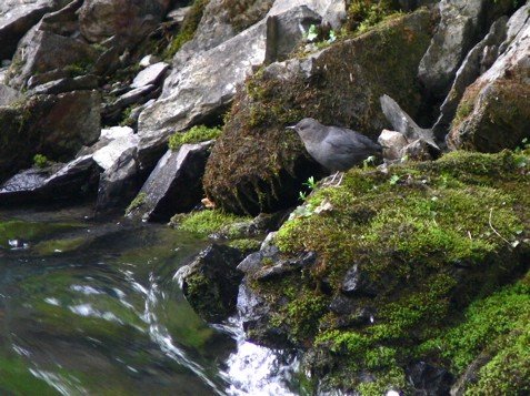 American dipper on the kenai peninsula. Photo by Rick Taylor. Copyright Borderland Tours. All rights reserved.