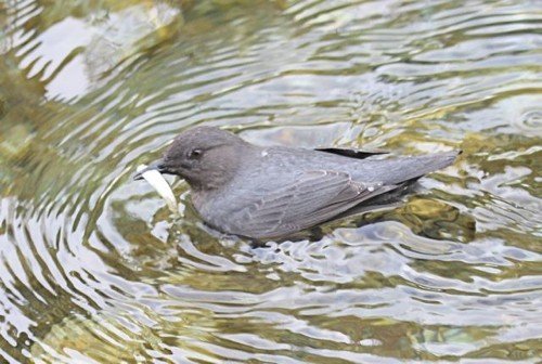 American dipper. Photo by Moez Ali. All rights reserved.