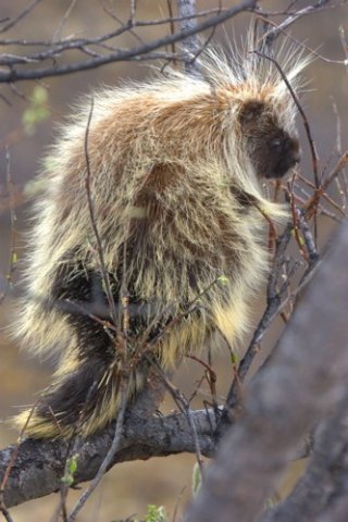 American porcupine. Photo by Adam Riley. All rights reserved.