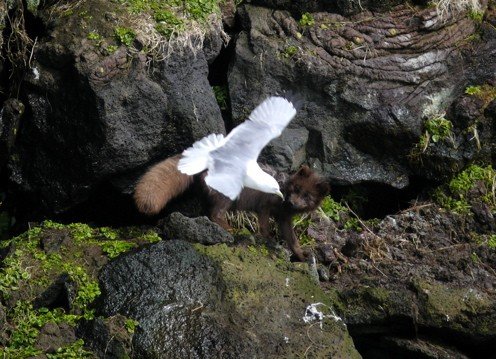 Arctic fox on black-legged kittiwake cliff. Photo by Rick Taylor. Copyright Borderland Tours. All rights reserved.