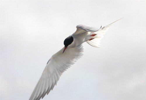 Arctic tern. Photo by Rick Taylor. Copyright Borderland Tours. All rights reserved.