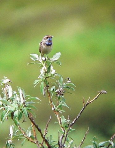 Bluethroat. Photo by Rick Taylor. Copyright Borderland Tours. All rights reserved.