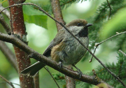 Boreal chickadee. Photo by Rick Taylor. Copyright Borderland Tours. All rights reserved.