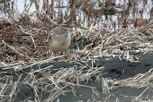 Bristle-thighed curlew. Photo by Bryan J Smith. All rights reserved.