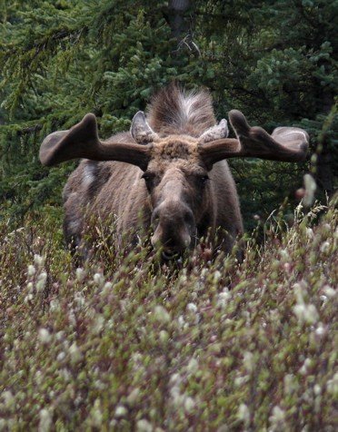 Bull moose in the velvet. Photo by Rick Taylor. Copyright Borderland Tours. All rights reserved.