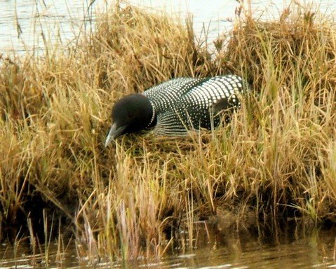 Common loon. Photo by Rick Taylor. Copyright Borderland Tours. All rights reserved.