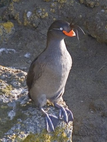 Crested auklet. Photo by Dave Kutilek. All rights reserved.
