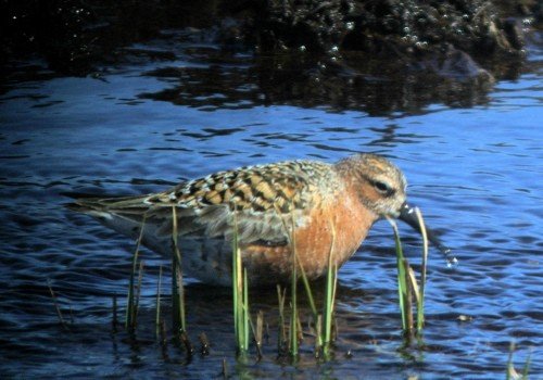 Curlew sandpiper barrow 2005. Photo by Rick Taylor. Copyright Borderland Tours. All rights reserved.