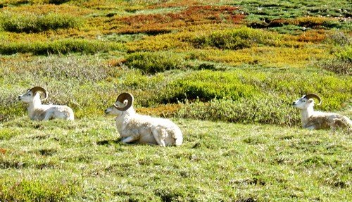 Dall sheep. Photo by Rick Taylor. Copyright Borderland Tours. All rights reserved.