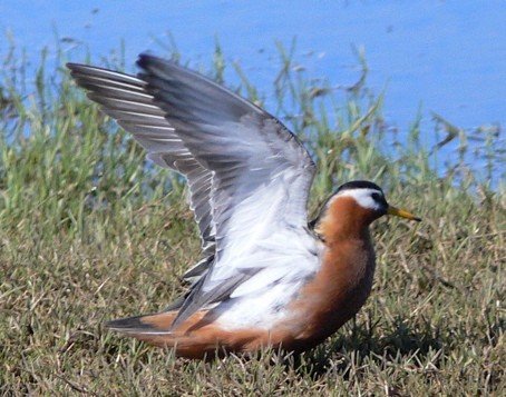 Displaying female red phalarope. Photo by Rick Taylor. Copyright Borderland Tours. All rights reserved.