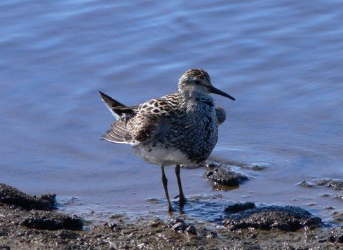 Displaying pectoral sandpiper. Photo by Rick Taylor. Copyright Borderland Tours. All rights reserved.