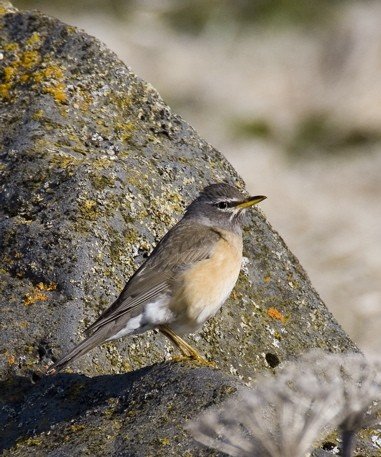 Eye-browed thrush usually an annual vagrant. Photo by Dave Kutilek. All rights reserved.