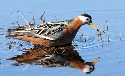 Female red phalarope. Photo by Dave Johnson. All rights reserved.
