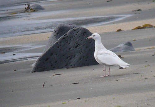 Glaucous gull first summer plumage. Photo by Rick Taylor. Copyright Borderland Tours. All rights reserved.