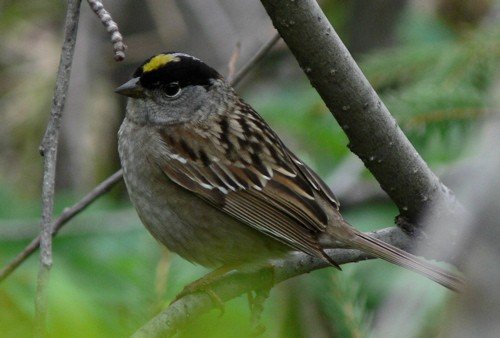 Golden-crowned sparrow. Photo by Rick Taylor. Copyright Borderland Tours. All rights reserved.