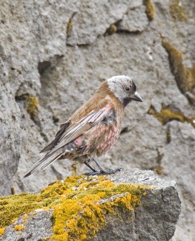 Gray-crowned rosy-finch one of the most common passerines in the pribilof islands. Photo by Dave Kutilek. All rights reserved.