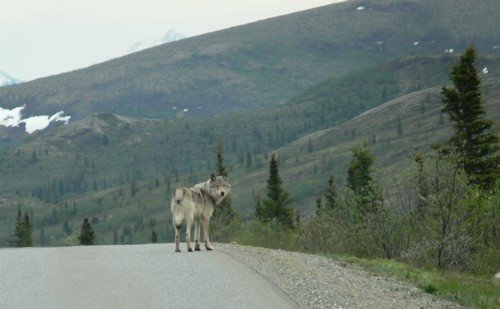 Gray wolf on the park road. Photo by Rick Taylor. Copyright Borderland Tours. All rights reserved.