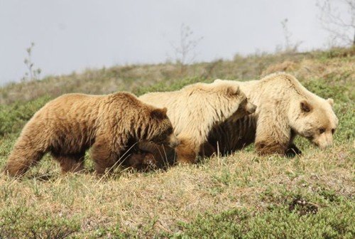 Grizzly bear family in denali national park. Photo by Moez Ali. All rights reserved.
