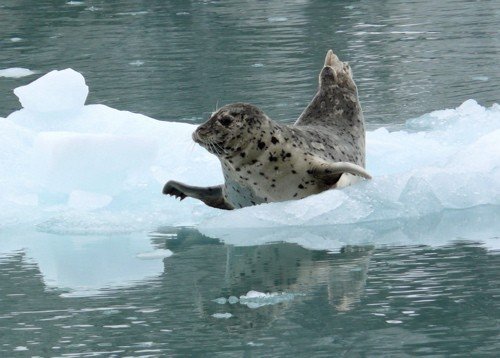 Harbor seal. Photo by Rick Taylor. Copyright Borderland Tours. All rights reserved.