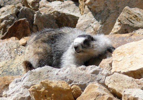 Hoary marmot. Photo by Rick Taylor. Copyright Borderland Tours. All rights reserved.