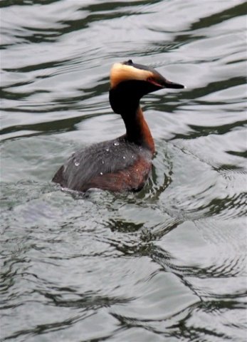 Horned grebe. Photo by Rick Taylor. Copyright Borderland Tours. All rights reserved.