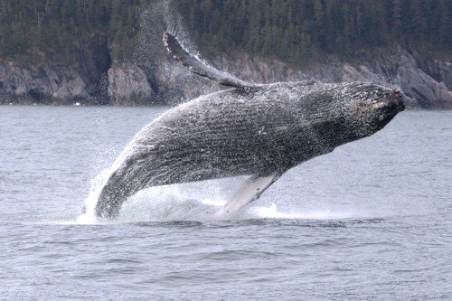 Humpback whale breeching. Photo by Adam Riley. All rights reserved.