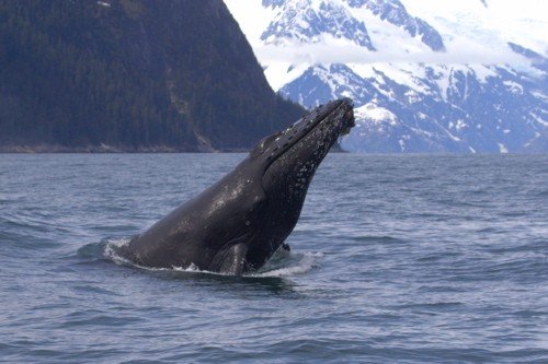 Humpback whale head in resurrection bay. Photo by Adam Riley. All rights reserved.