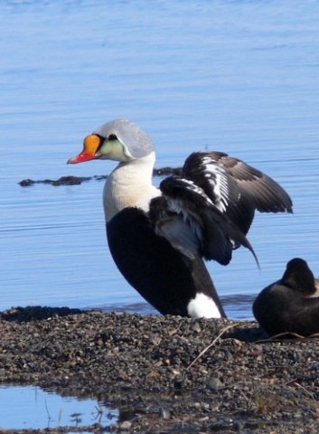 King eider barrow. Photo by Rick Taylor. Copyright Borderland Tours. All rights reserved.
