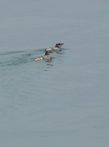 Kittlitzs murrelets. Photo by Rick Taylor. Copyright Borderland Tours. All rights reserved.