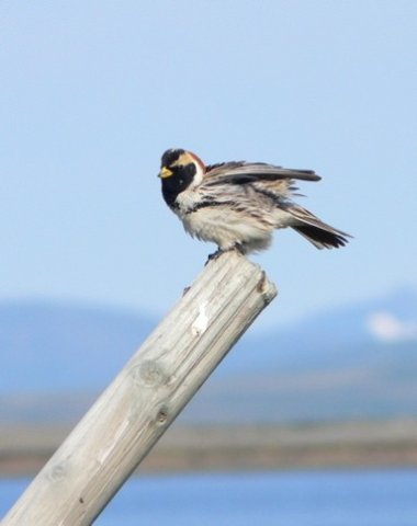 Lapland longspur. Photo by Rick Taylor. Copyright Borderland Tours. All rights reserved.
