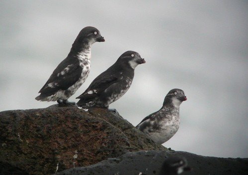 Least auklets. Photo by Rick Taylor. Copyright Borderland Tours. All rights reserved.