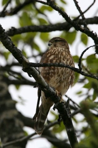 Merlin. Photo by Bryan J Smith. All rights reserved.