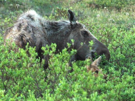 Moose mother and calf. Photo by Joe Faulkner. All rights reserved.