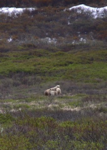 Mother grizzly with three cubs near nome. Photo by Rick Taylor. Copyright Borderland Tours. All rights reserved.