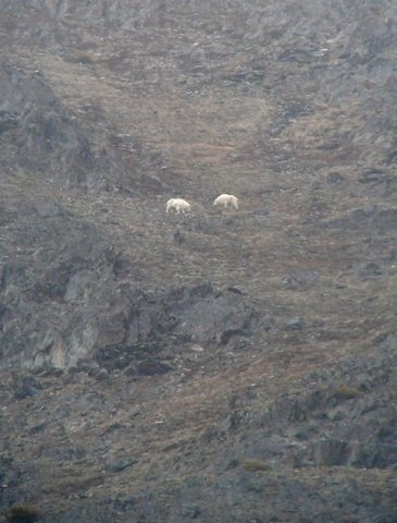 Mountain goats on the kenai peninsula. Photo by Rick Taylor. Copyright Borderland Tours. All rights reserved.
