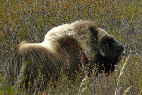 Musk ox. Photo by Rick Taylor. Copyright Borderland Tours. All rights reserved.
