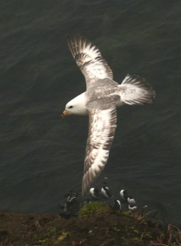 Northern fulmar. Photo by Rick Taylor. Copyright Borderland Tours. All rights reserved.