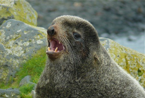 Northern fur seal bull. Photo by Rick Taylor. Copyright Borderland Tours. All rights reserved.