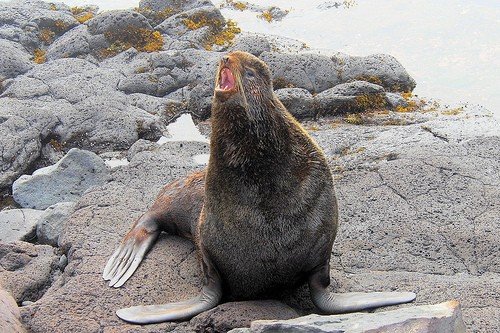 Northern fur seal. Photo by Dave Johnson. All rights reserved.