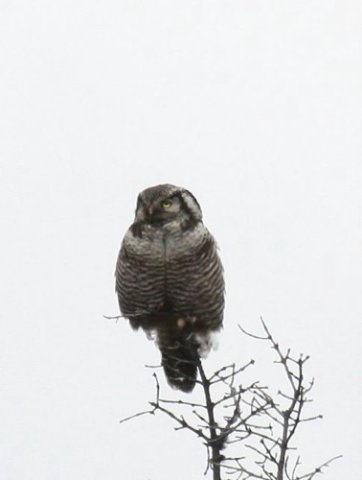 Northern hawk-owl. Photo by Moez Ali. All rights reserved.