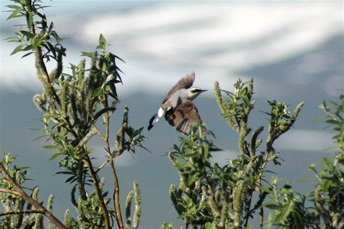 Northern wheatear nome. Photo by Joe Faulkner. All rights reserved.