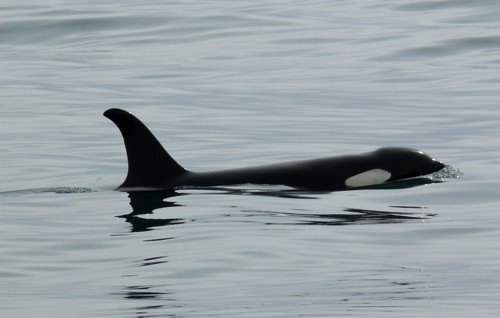 Orca. Photo by Rick Taylor. Copyright Borderland Tours. All rights reserved.