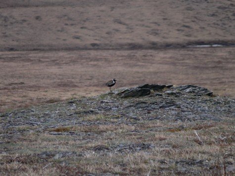 Pacific golden-plover. Photo by Rick Taylor. Copyright Borderland Tours. All rights reserved.